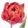 Tulp Red Princess punane