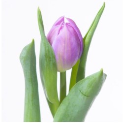 Tulp Double Price lilla