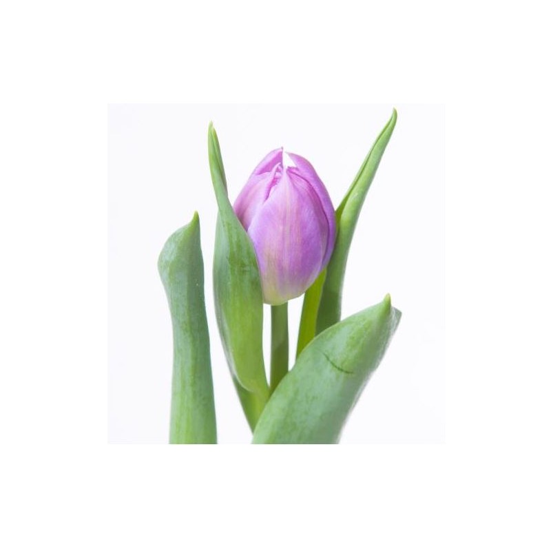 Tulp Double Price lilla