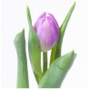 Tulp Double Price lilla