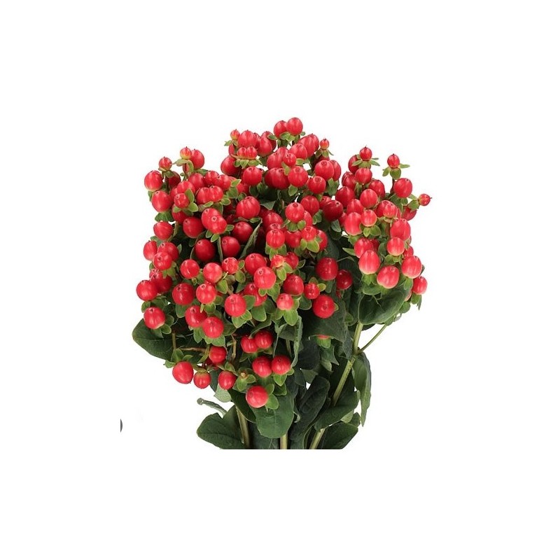 Hypericum Coco Tango 50cm punane