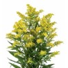 Solidago kollane