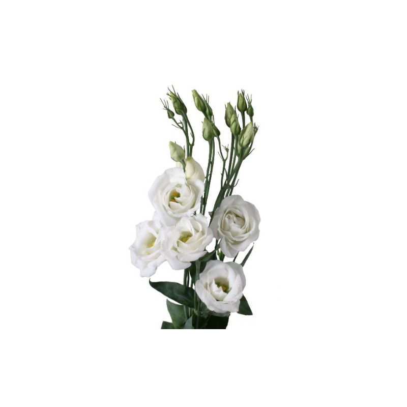 Eustoma Rosita White 70-75cm valge