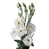 Eustoma Rosita White 70-75cm valge