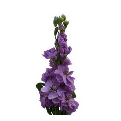 Matthiola lavendel (levkoi)