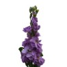 Matthiola lavendel (levkoi)