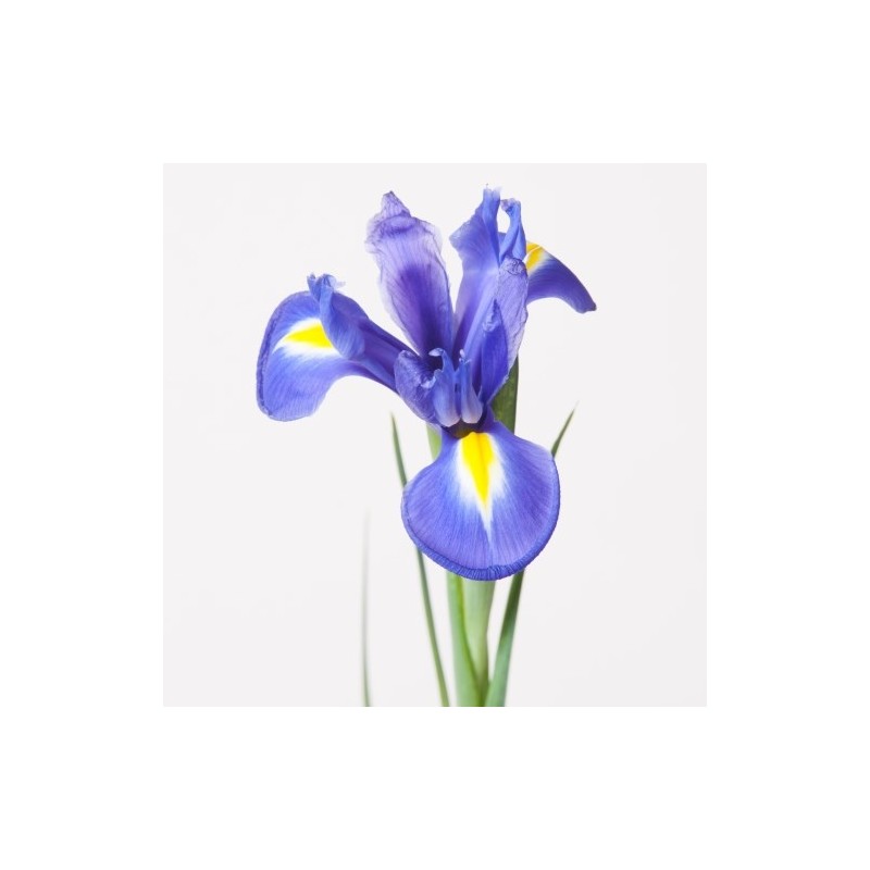 Iiris Blue Magic lilla