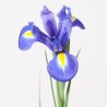 Iiris Blue Magic lilla