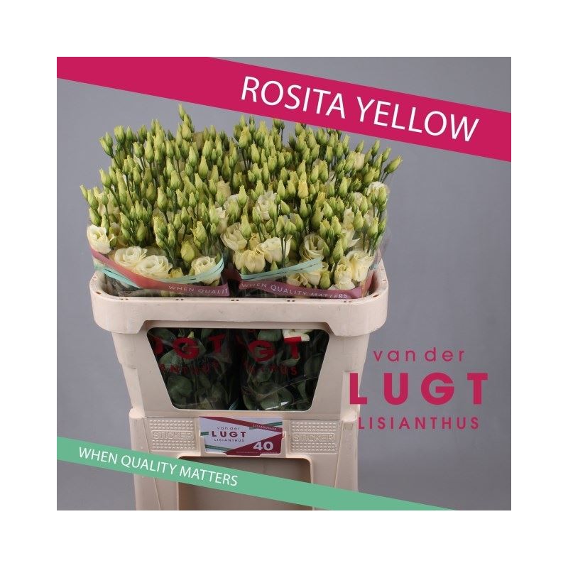 Eustoma Rosita Yellow kollane 70-75cm