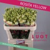 Eustoma Rosita Yellow kollane 70-75cm