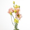 Eustoma Alissa Light Apricot aprikoos 70-75cm