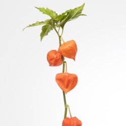 Physalis 60+cm oranž