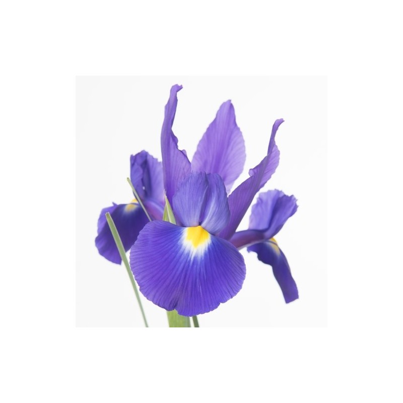 Iiris HongKong sinine