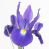 Iiris HongKong sinine