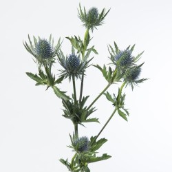 Eryngium Magnetar Questar (ohakas) 50cm lilla