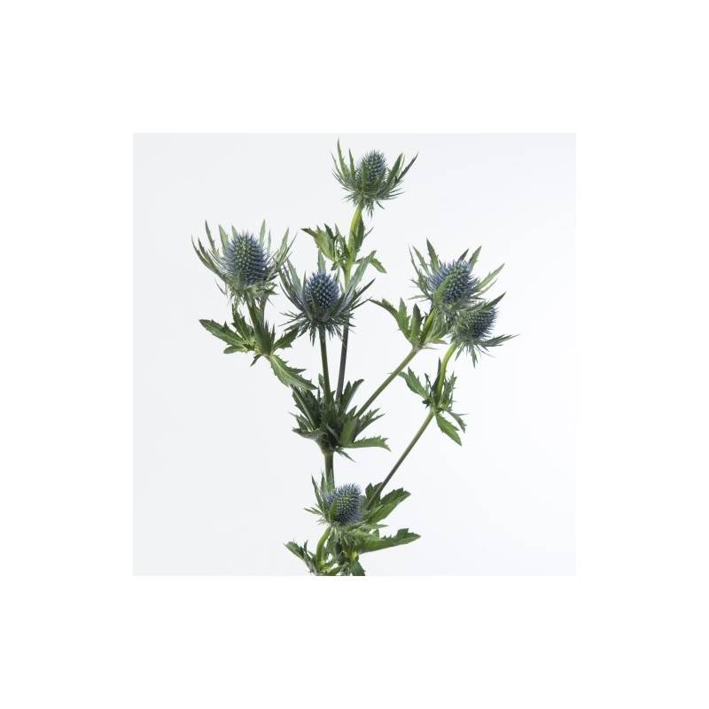 Eryngium Magnetar Questar (ohakas) 50cm lilla