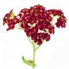 Achillea punane