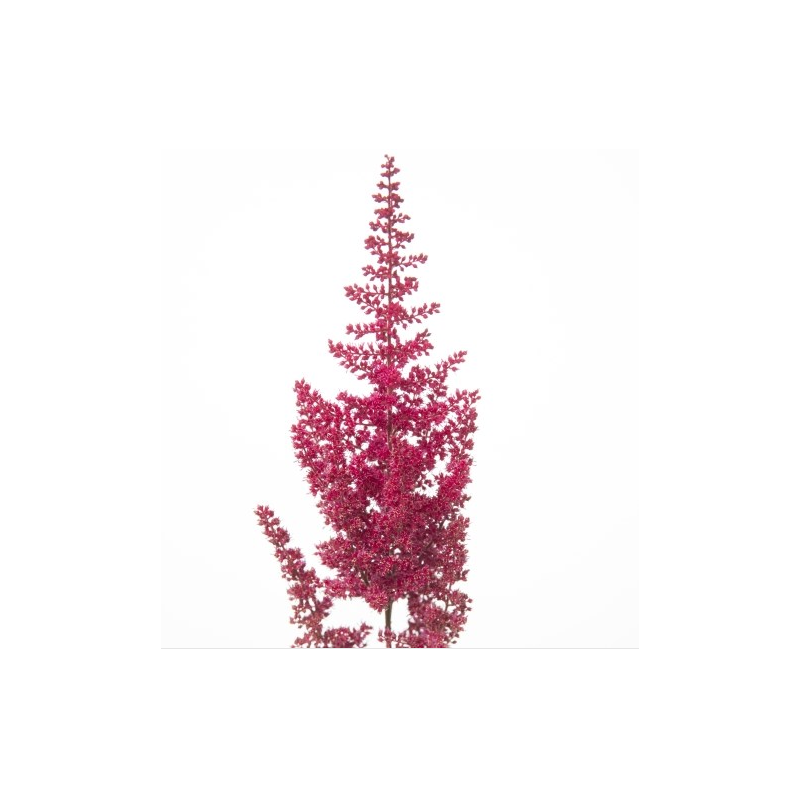 Astilbe Paul Gaarder punane