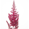 Astilbe Paul Gaarder punane