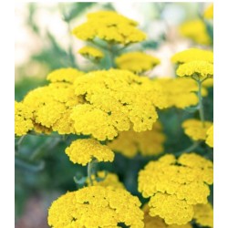 Achillea kollane