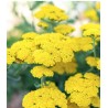 Achillea kollane