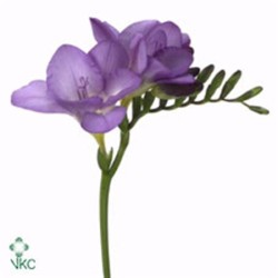 Freesia Blue Bayou lilla 50cm