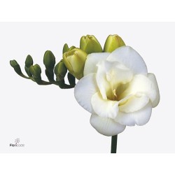 Freesia Versailles valge 50cm