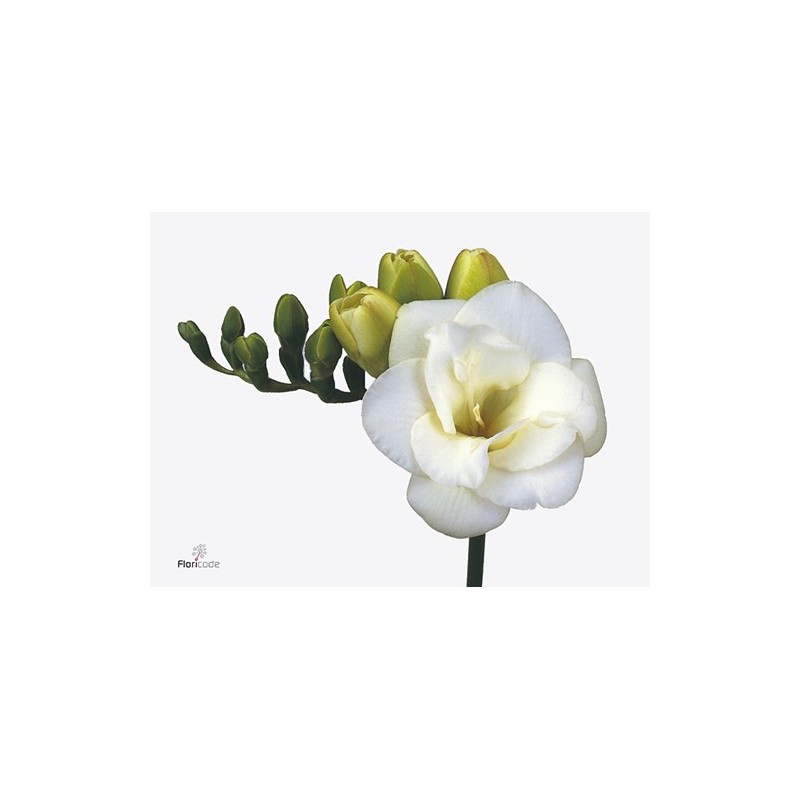 Freesia Versailles valge 50cm