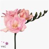 Freesia Honeymoon heleroosa 50cm