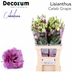 Eustoma Celeb Grape 70-75cm lillakasroosa