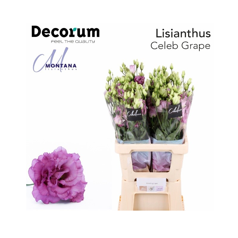 Eustoma Celeb Grape 70-75cm lillakasroosa