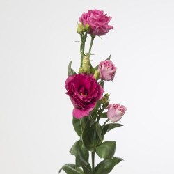 Eustoma Rosita Red 70-75cm punane