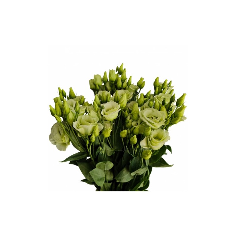 Eustoma Rosita Green roheline 70-75cm