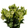 Eustoma Rosita Green roheline 70-75cm