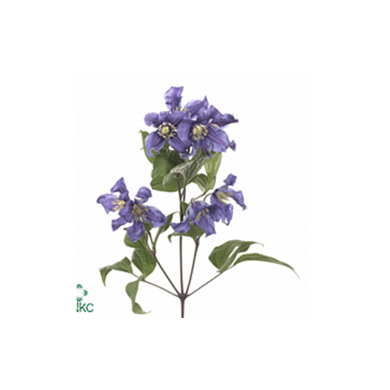 Clematis Blue Pirouette 60cm tumelilla