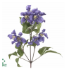 Clematis Blue Pirouette 60cm tumelilla