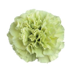 Nelk Prado Mint roheline