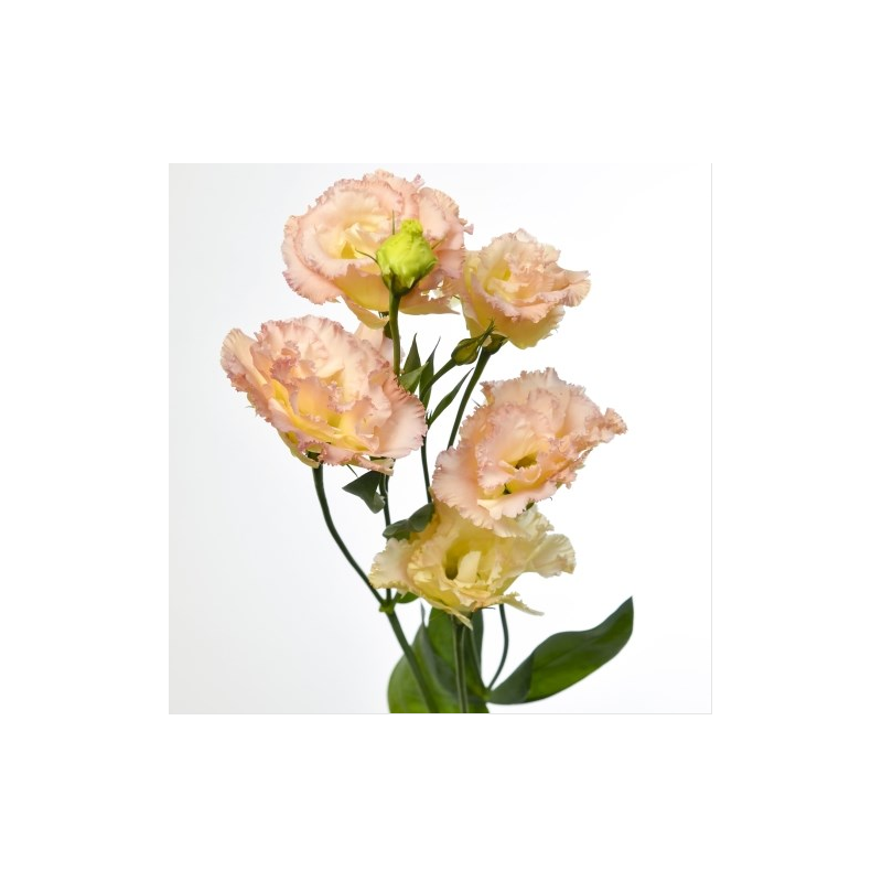 Eustoma Alissa Champagne salmon 70-75cm