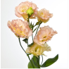 Eustoma Alissa Champagne salmon 70-75cm