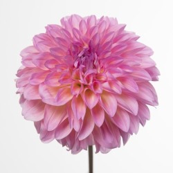 Dahlia Esli roosa