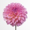 Dahlia Esli roosa