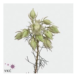 Eustoma Arena 70cm valge-roosa kirju