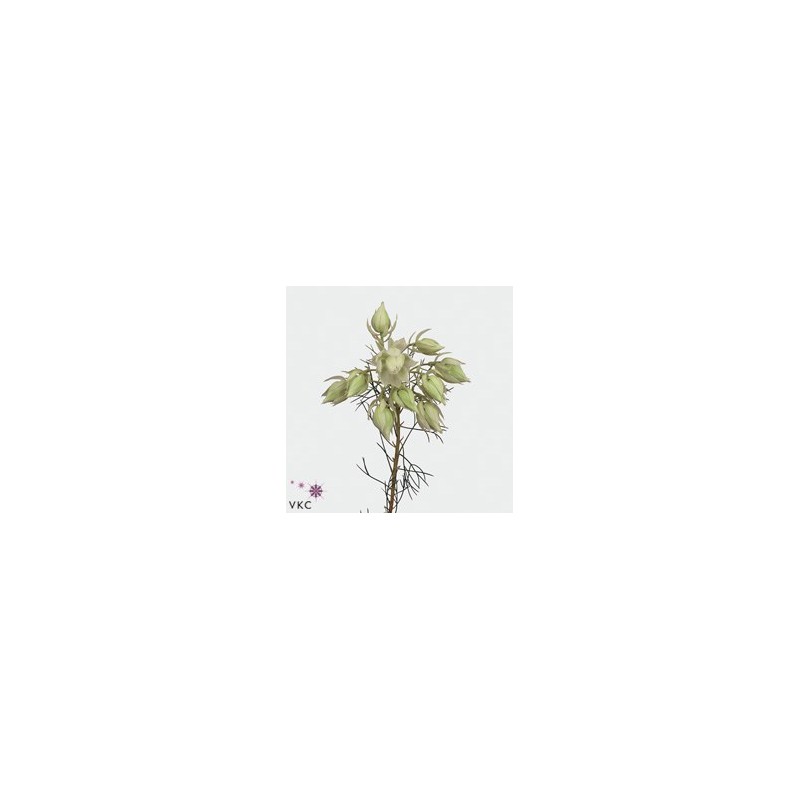 Eustoma Arena 70cm valge-roosa kirju