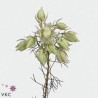 Eustoma Arena 70cm valge-roosa kirju