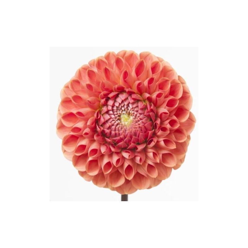 Dahlia Cornel Bronze/Copperboy tume oranž