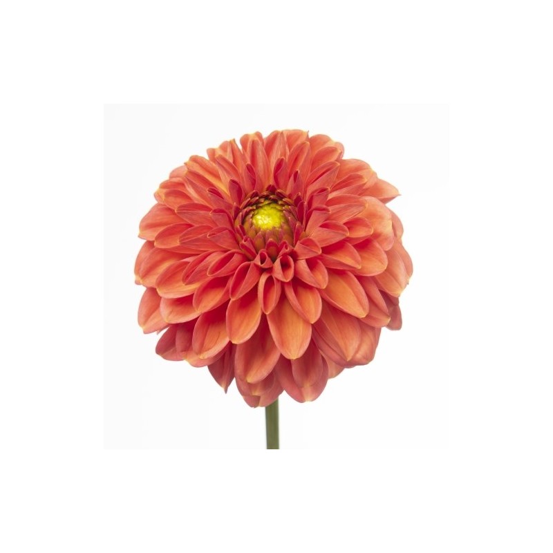 Dahlia Orange Fox 60cm oranž