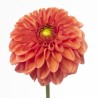 Dahlia Orange Fox 60cm oranž