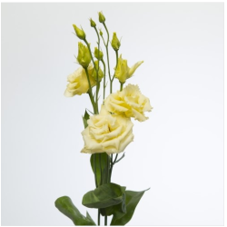 Eustoma Alissa Yellow kollane 70-75cm