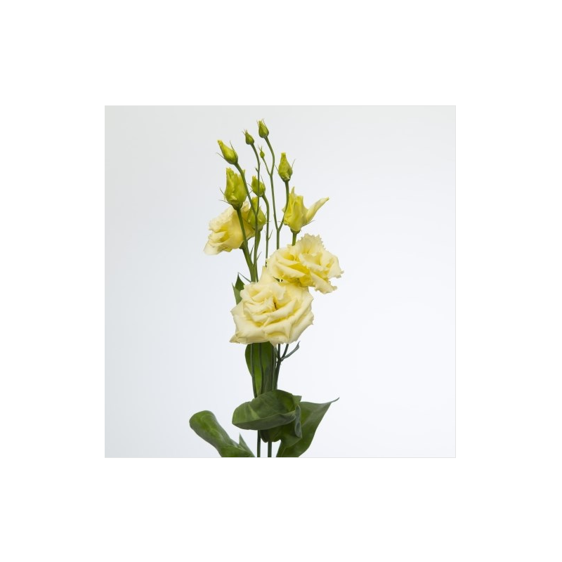 Eustoma Alissa Yellow kollane 70-75cm