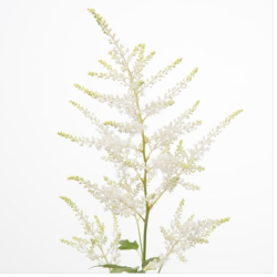 Astilbe Washington valge